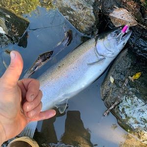 Meet your Posher, Shane